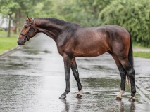 ČT | valach | 26.5.2021 | 350.000 Kč